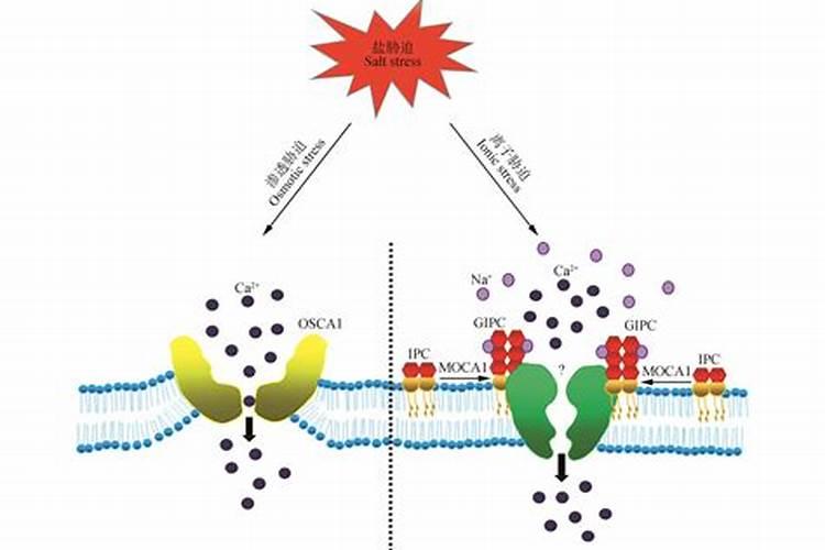 糖醇钙叶面肥作用
