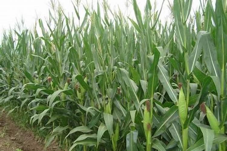 什么是硝酸磷肥,主要作用是什么？