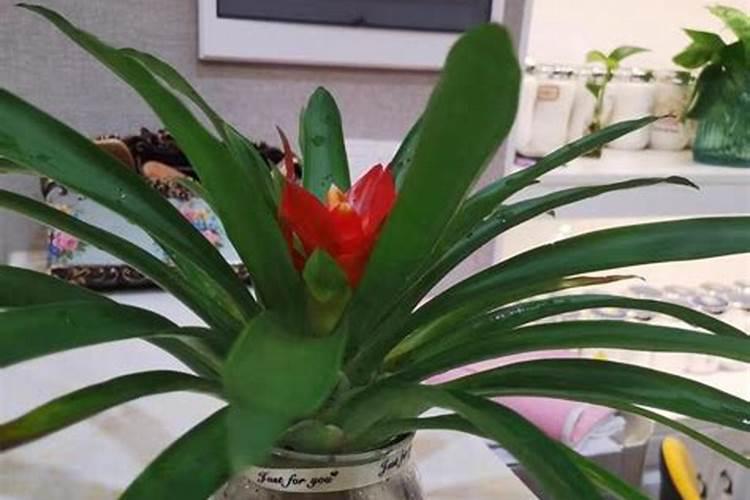 红心凤梨多久施肥 红心凤梨施肥周期是多久？