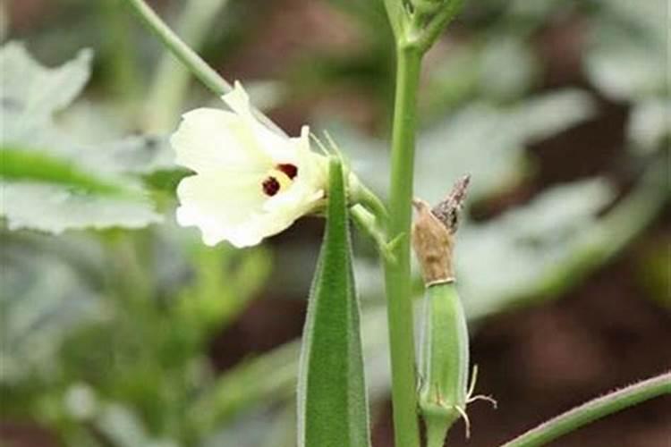 植物施肥过量会死吗？