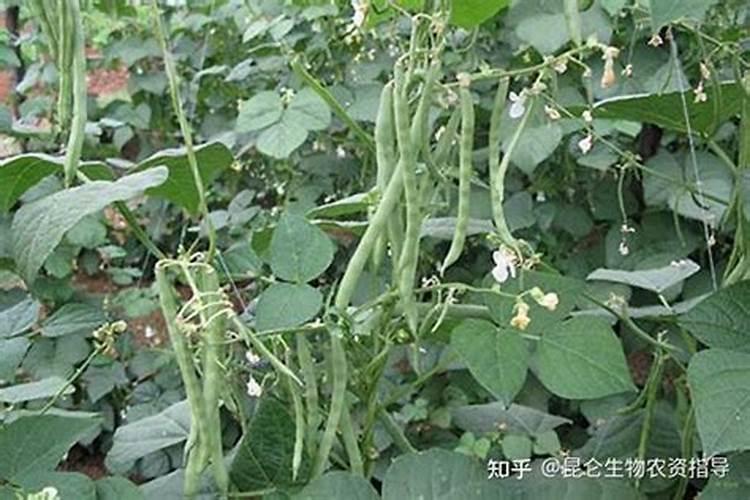豆角种植期间该选择何种肥料？