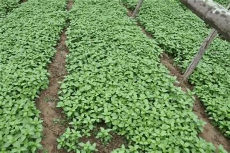 荆芥夏季种植发黄怎么办