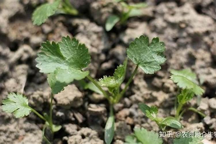 香菜用什么底肥好？香菜冲施肥用哪个？香菜水溶肥用矿源黄腐酸钾黑金晶...