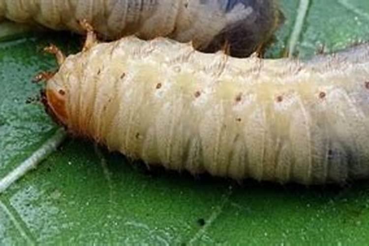 尿素可以兑水浇白菜吗