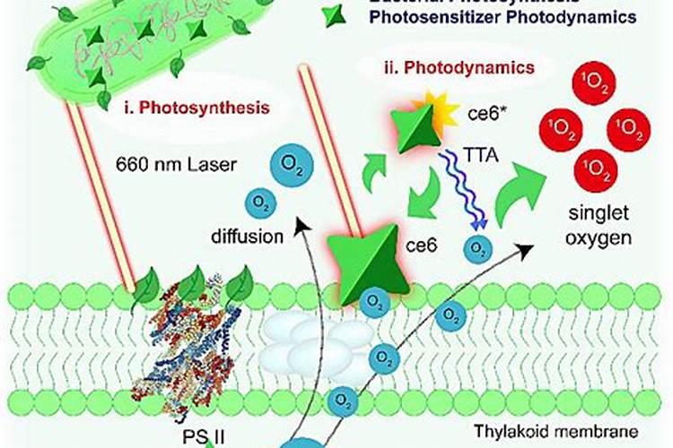 蔬菜叶面肥分类