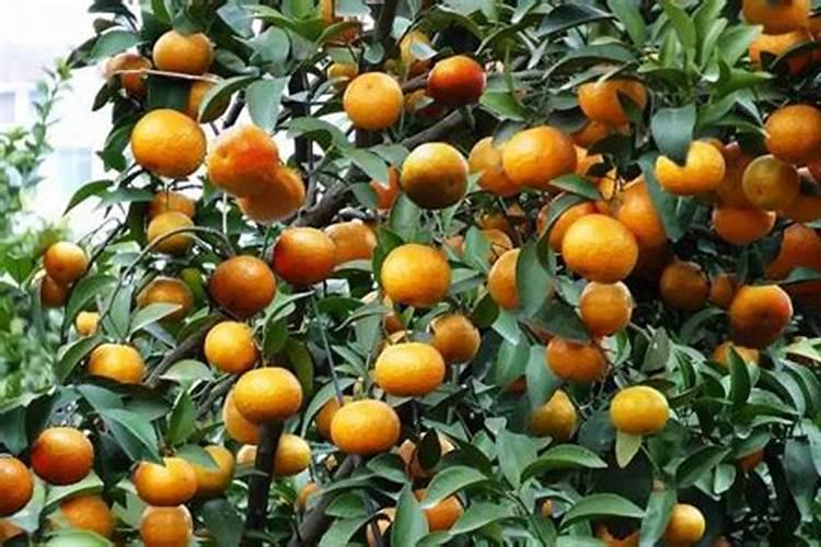 马克托尼厂还有什么品牌的