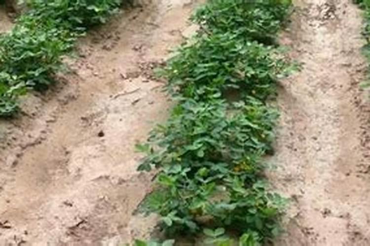 马缨花叶子发黄是怎么回事？