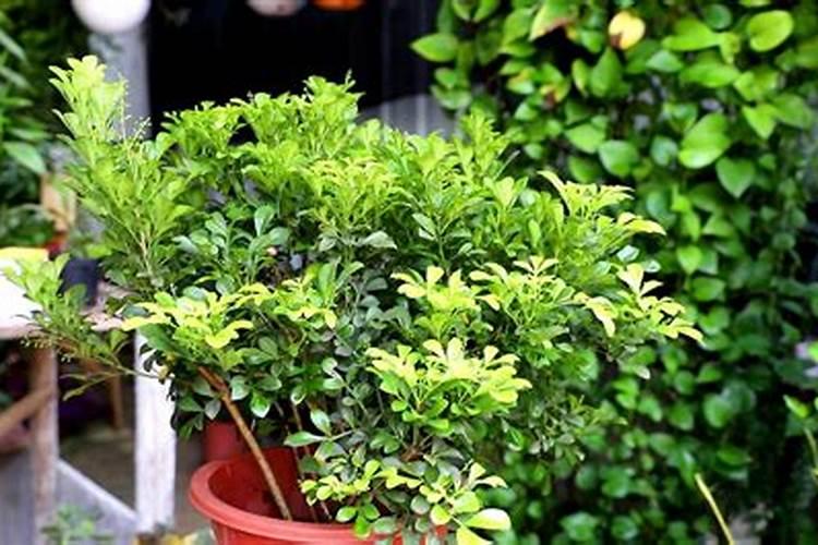 米兰花冬季施什么肥