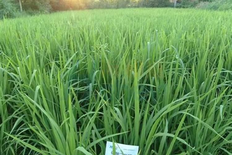 新栽的月季多久施肥