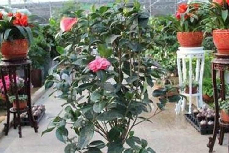 茶花树施什么肥好