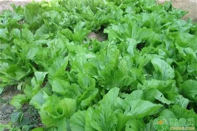 芥菜一年可以种几次