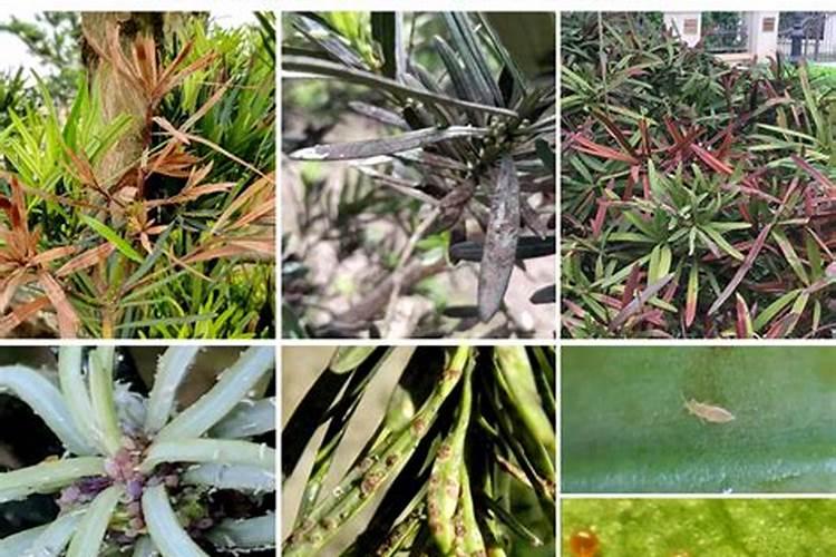 东魁杨梅栽培方法