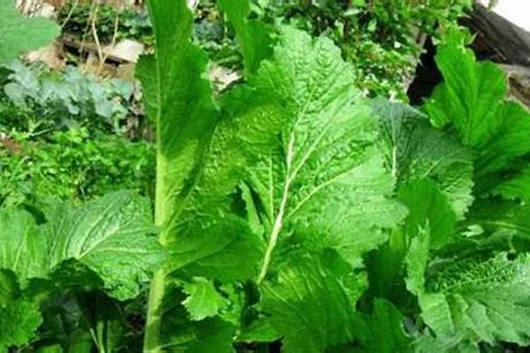 芥菜的病虫害防治措施有哪些