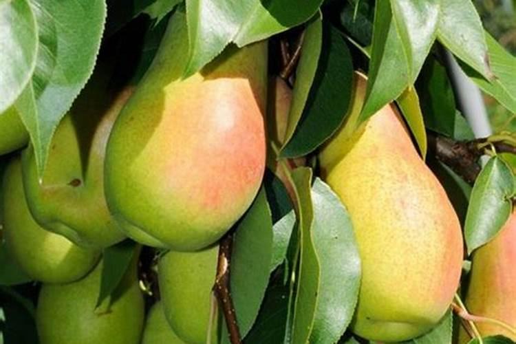 梨树施什么肥好