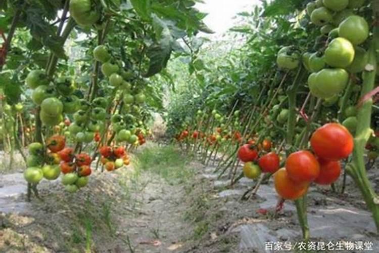 罗汉豆是什么豆 罗汉豆是什么植物