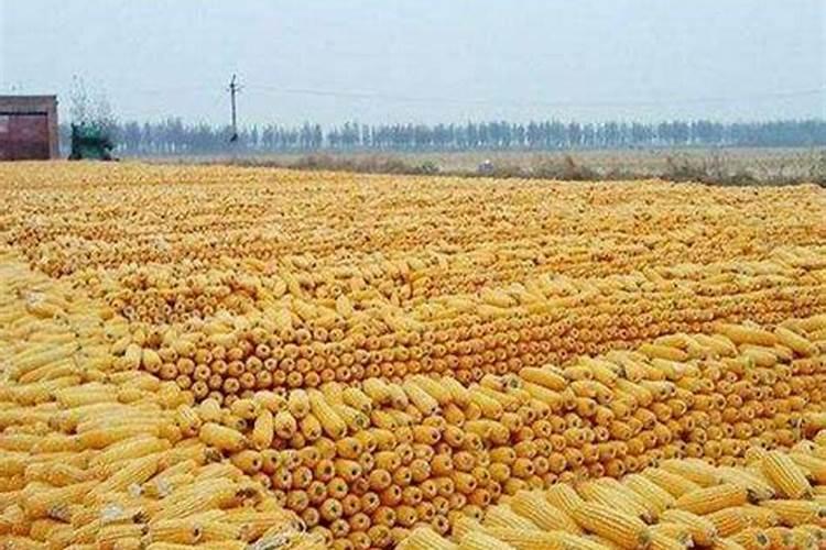 玉米大喇叭口期使用含量多少的复合肥