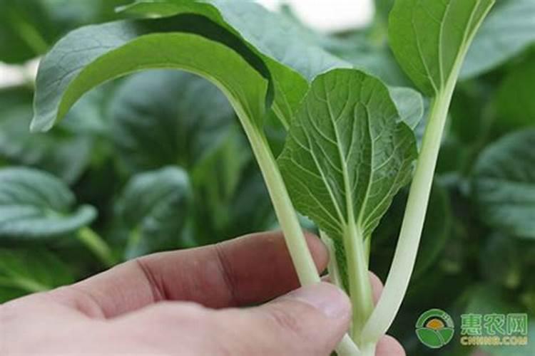 种油菜籽用什么肥料