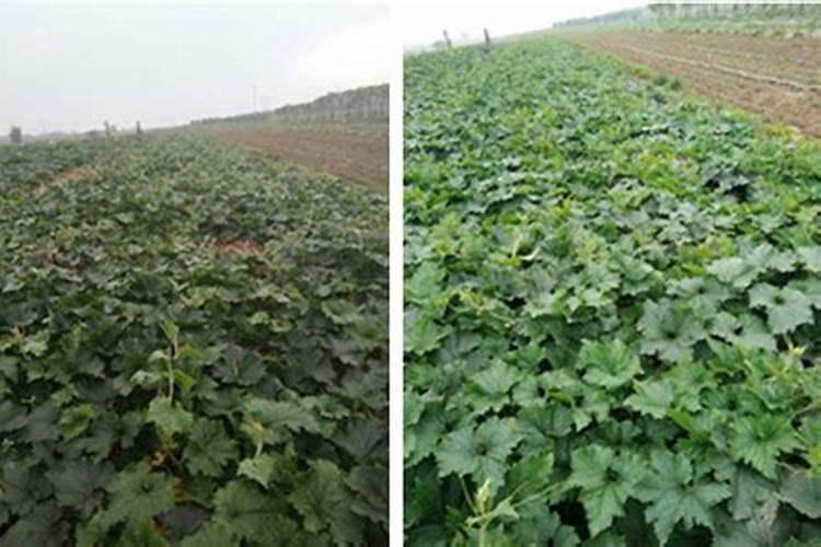 红河州蒙自市有卖好绿友复合肥的吗