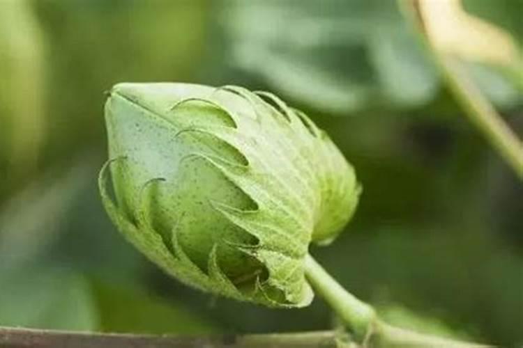 怎样给棉花合理施肥？