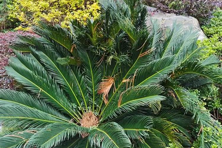 铁树叶子枯黄怎么办