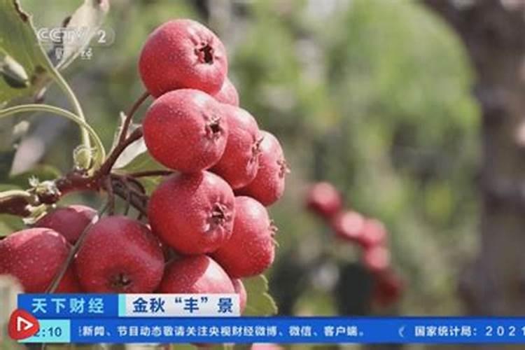 老师这个玉米是缺素吗？应如何缓解？