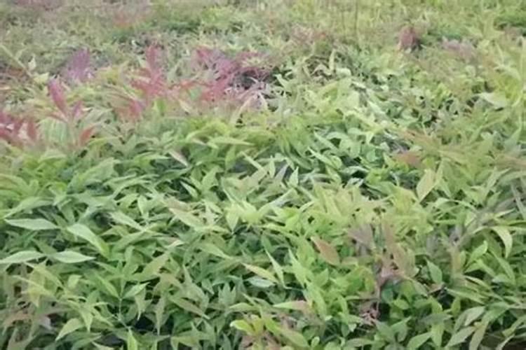 矿源黄腐酸钾使用过量小麦出现何药害？