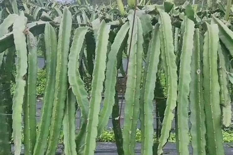 硅肥的作用及使用方法