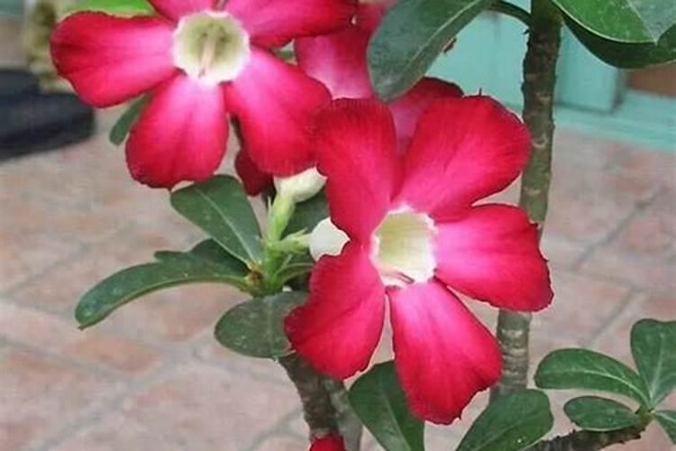 沙漠玫瑰施什么肥沙漠玫瑰施哪些肥