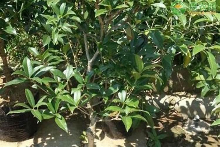 桂花施肥用什么肥料