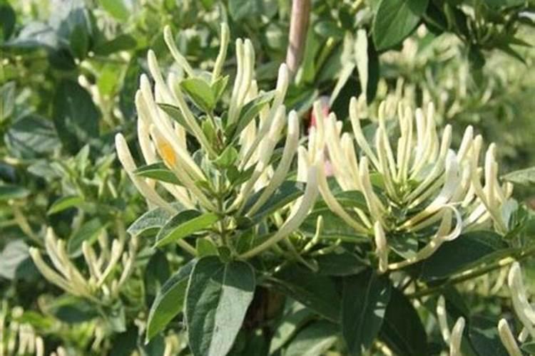 一波花卉:金银花好养吗？金银花养护技巧有哪些？