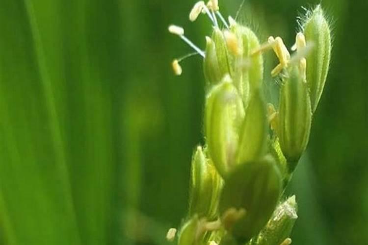 水稻施肥太多了烧苗怎么办 补救方法有哪些