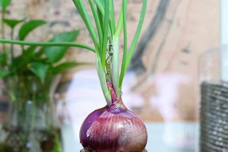 探寻郝堂村:山区的明珠,乡村发展的典范