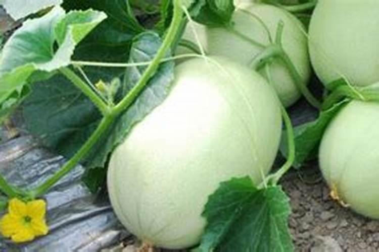 甜瓜膨瓜期能冲施调节剂吗