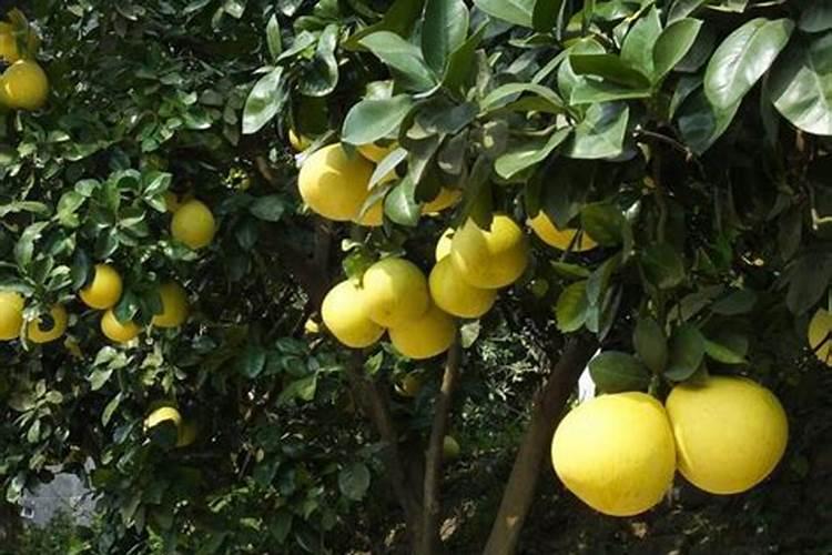柚子什么时候施壮果肥 使用哪些肥料好