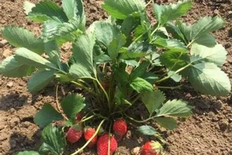 草莓种子发芽后长出的苗又细又小怎么办