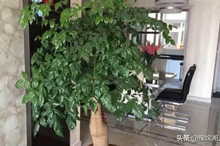 海棠果和沙果的区别