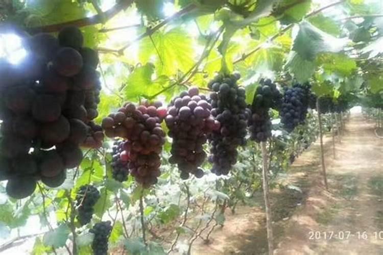 宾川红提葡萄种植,每个时期葡萄的施肥方案