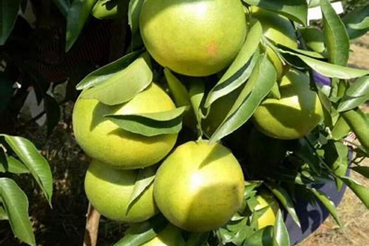 小果树施肥时用什么肥料更为适宜