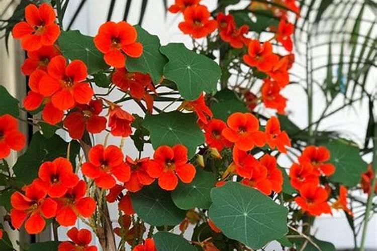 旱金莲怎么施肥最好