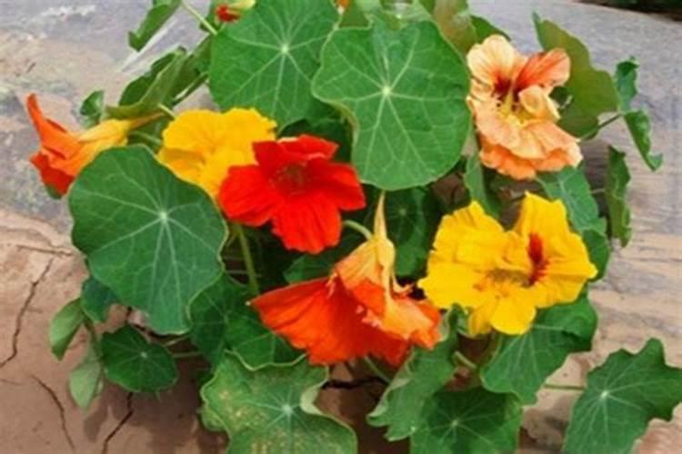 旱金莲怎么施肥最好