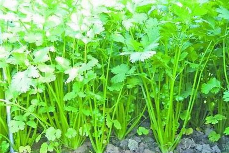 香菜种植的管理要点和香菜种植时候的底肥和追肥