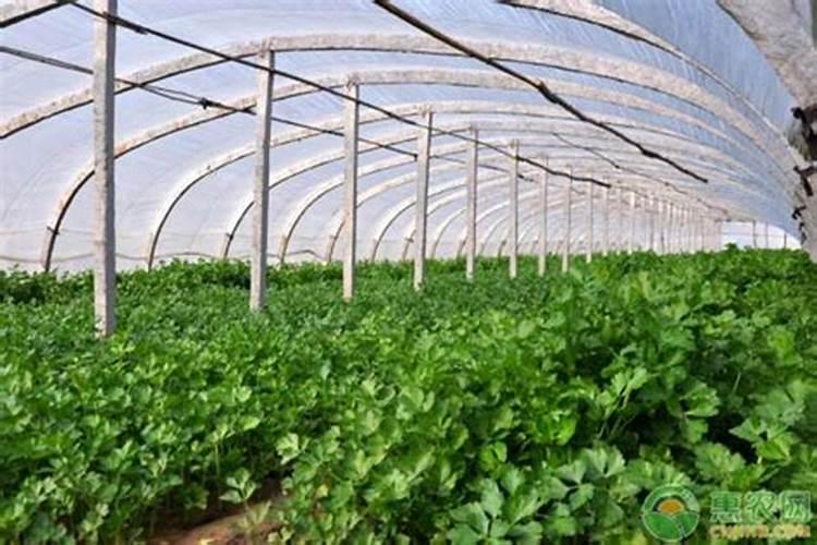 香菜如何种植 种香菜怎么种