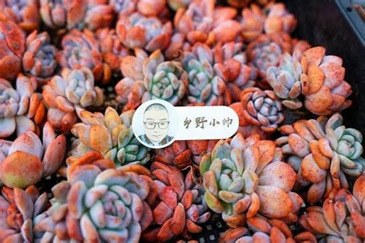 小葱出苗后高温怎么办