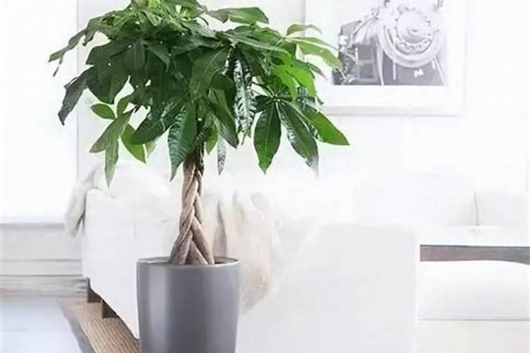 发财树秋天怎么浇水施肥