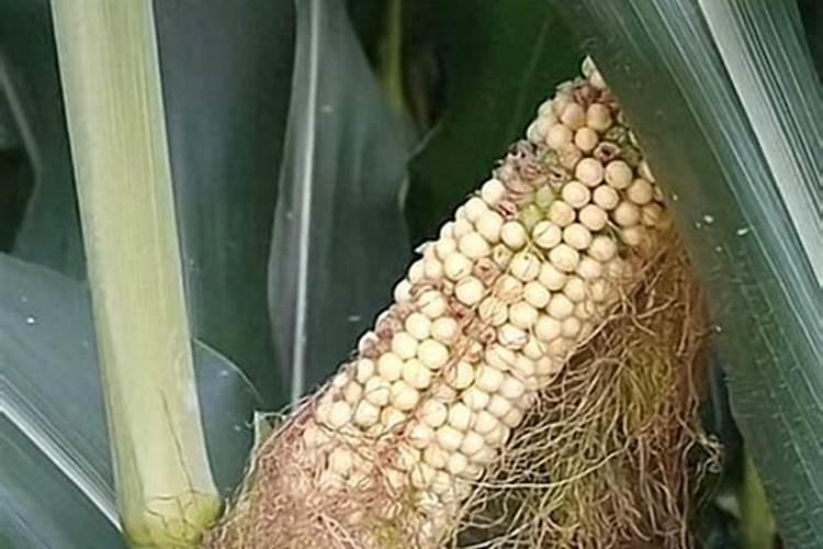 玉米追什么化肥好