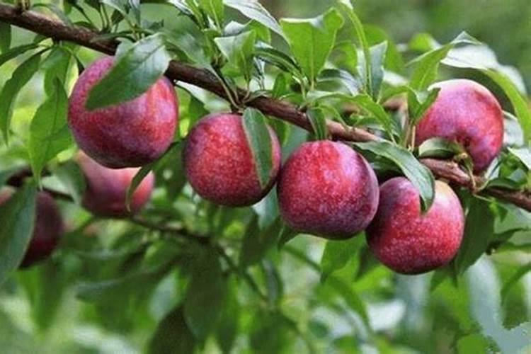 谁知道水产专用肥制造方法