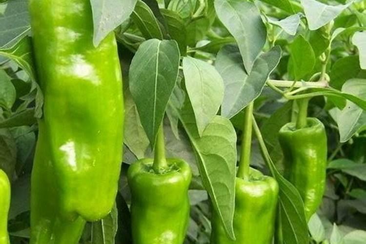 22年速绿充电宝倒闭没有