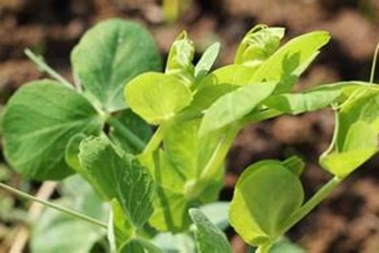 豌豆苗没放底肥、发芽出来什么时候下肥