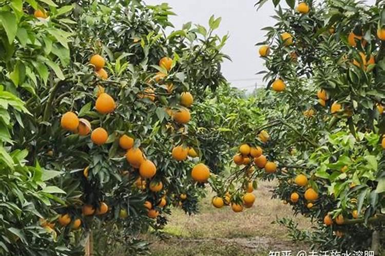 砂糖橘高产种植方法