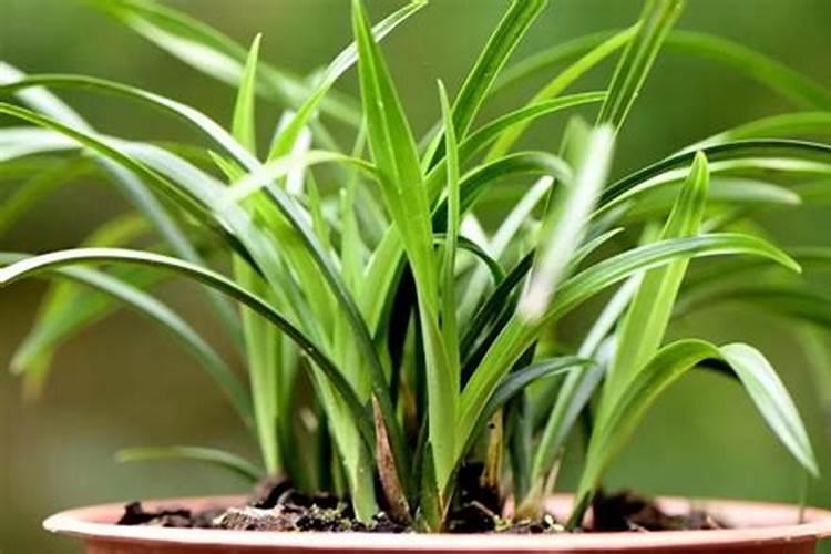 剑兰花用什么肥料好